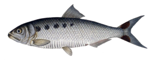 Fish Species Allis Shad