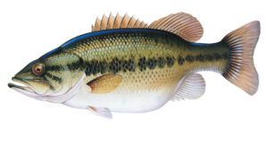 Fish Species Bass