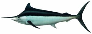 Fish Species Black Marlin