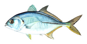 Fish Species Blue Runner