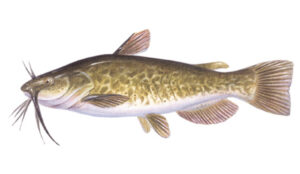 Fish Species Brown Bullhead