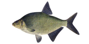 Fish Species Common Bream