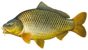 Fish Species Eurasian Carp