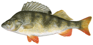 Fish Species European Perch