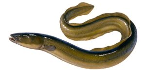 Fish Species European Eel