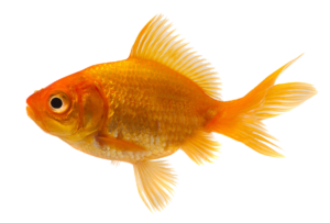 Fish Species Goldfish