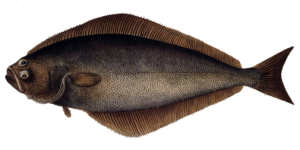 Fish Species Halibut