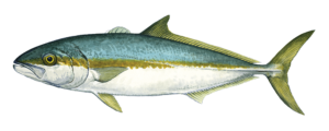 Fish Species Kingfish