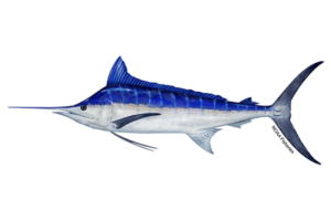 Fish Species Blue Marlin