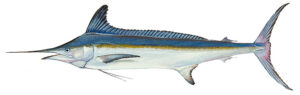 Fish Species Marlin