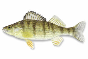 Fish Species Walleye