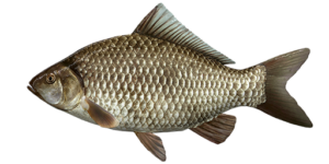 Fish Species Prussian Carp