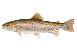 Fish Species Trout