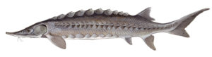 Fish Species Sturgeon