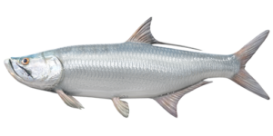 Fish Species Tarpon