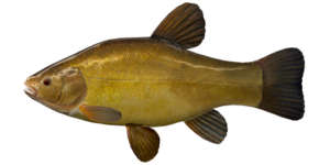 Fish Species Tench