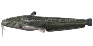 Fish Species Wels Catfish