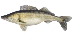 Fish Species Zander