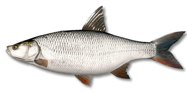 Asp Fishing Records | FishBook
