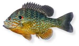 Fish Species Pumpkinseed