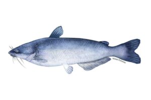 Fish Species Blue Catfish