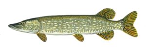 Fish Species Northern Pike